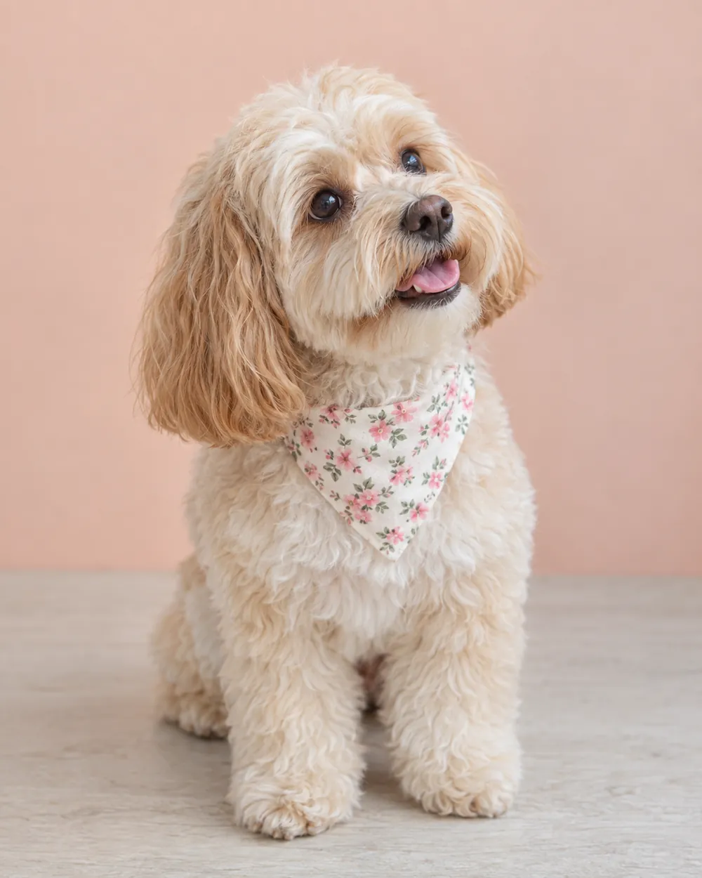 Small maltipoo in a pink floral bandana against a peach backdrop