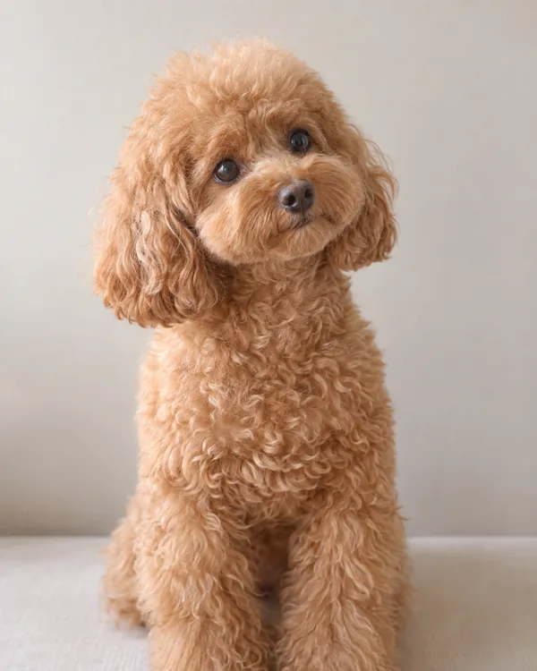 Juniper, an apricot toy poodle with a teddy-bear face