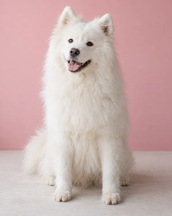 Nova, a white samoyed, sitting against a pink wall