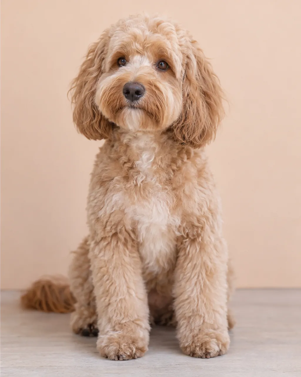 After: the same cockapoo with a fresh teddy cut, short even body and a round face