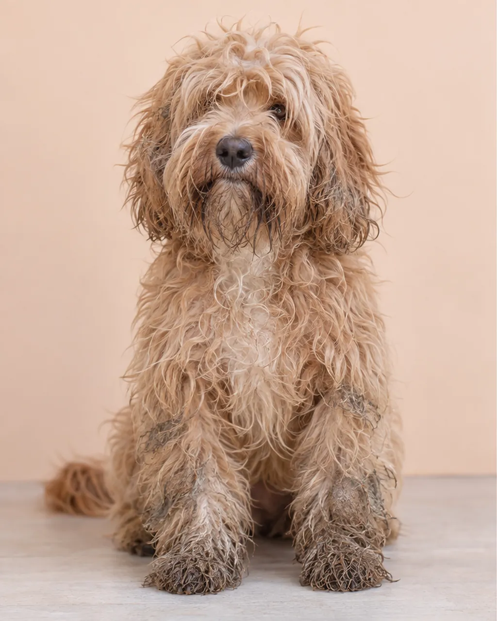 Before: a cockapoo with an overgrown, matted and muddy coat
