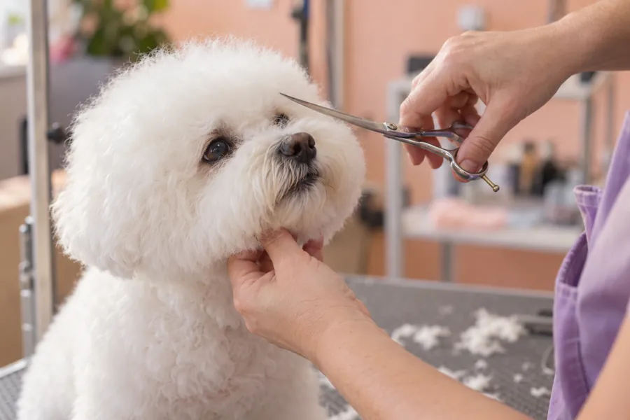 A groomer scissoring the face of a small white dog on the grooming table