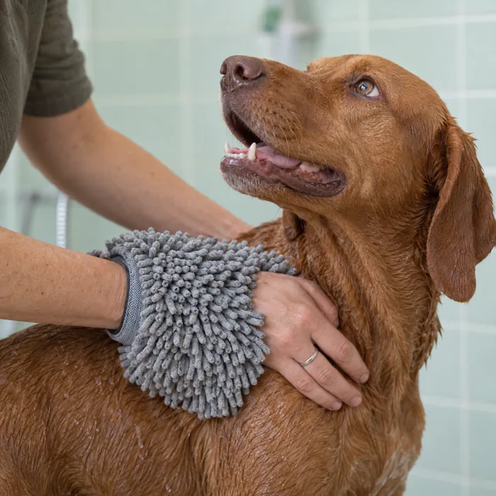 A dog being towelled off with a drying mitt after a wash